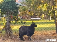 母羊, Racka sheep — 照片 1