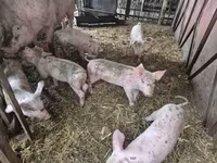 豚（ロット、性別未指定）, 豚 — 写真 3