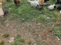 Ducks — Foto 6
