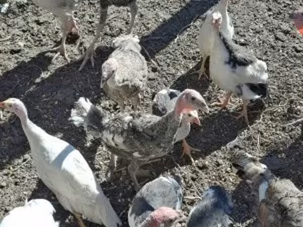 Turkeys