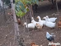 Ducks — फ़ोटो 3