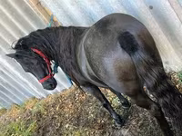 Yegua, Caballos — foto 3