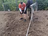 Cavalo, Cavalos — foto 2