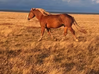 Koń, Altai horse — zdjęcie 2