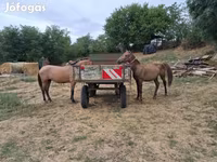 Caballo, Caballos — foto 2
