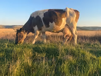 雌牛, Simmental cattle — 写真 1