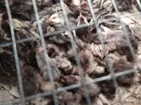 Quails — फ़ोटो 6