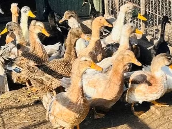Ducks
