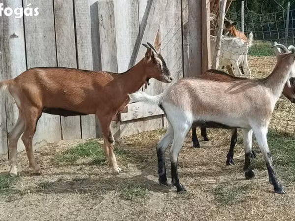 Goat, Goats