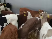 牛只（批次，未指定性别）, Simmental cattle — 照片 1