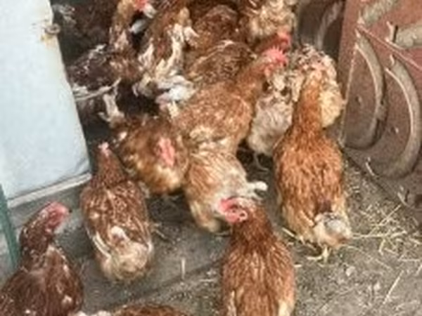 Chickens