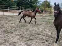 Madyan, Lipizzaner — foto 5