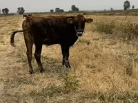 Cow, Swiss cattle — photo 2