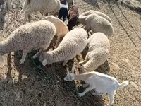 Widder, Schafe — Foto 2