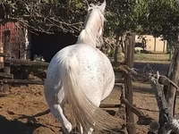 雌馬, Lipizzaner — 写真 2