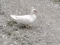 domaća muskovska patka — fotografija 2