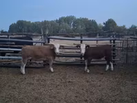 Touro, Simmental cattle — foto 5