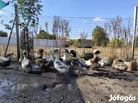 كريستد — الصورة 2
