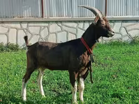 Ziege, Toggenburg goat — Foto 3