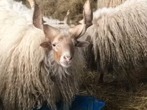 Ovelha, Racka sheep