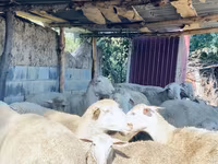 Ovan, Merinoland sheep — fotografija 4