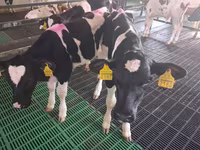Byk, Simmental cattle — zdjęcie 3