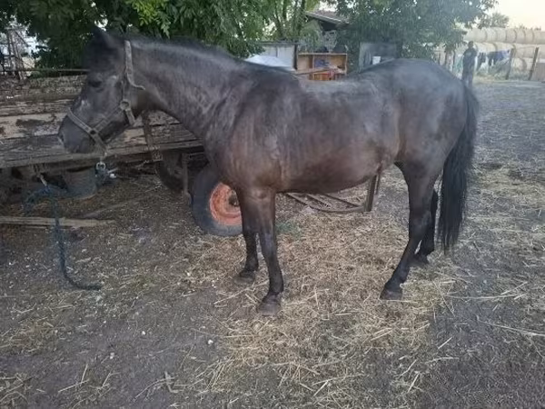 Kobyła, Konie