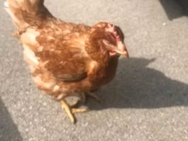 Chickens