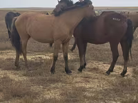 Kobila, Mugalzhar horse — fotografija 2