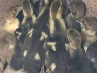 Ducks — الصورة 3