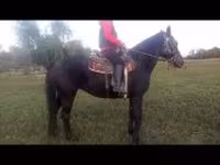 فرس, Nonius horse — الصورة 8