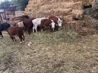 सांड, हेरफोर्ड — फ़ोटो 2