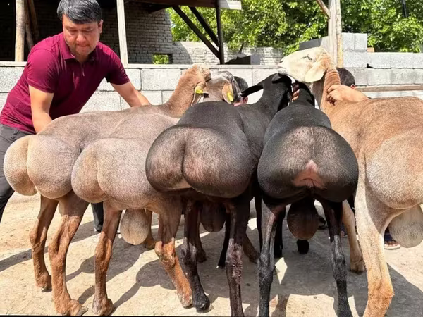 Ovan, Овце