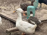 Amerika Pekin — 1-rasm