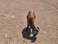 雄羊, Cameroon sheep — 写真 5