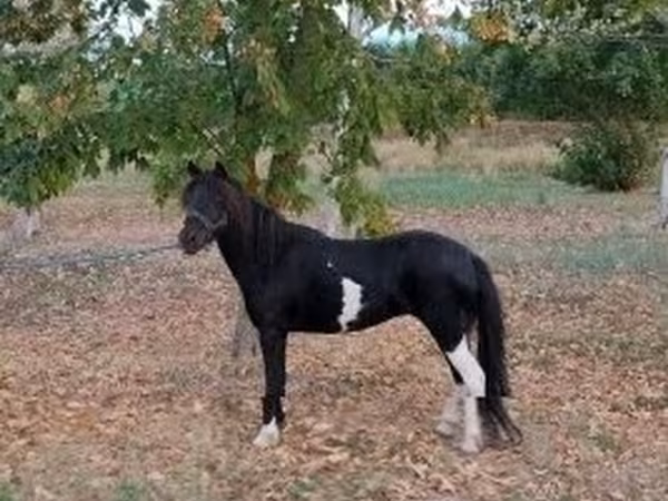 Égua, Cavalos