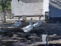 Geese — الصورة 2