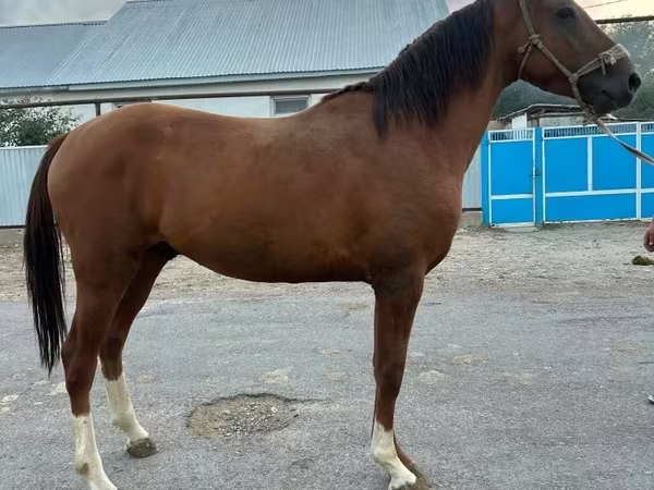 公马, Horses