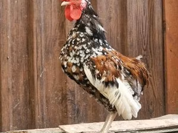 Japanisches Bantam
