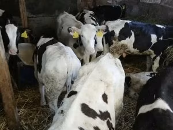 公牛, Russian Black pied cattle
