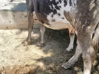 Сиыр, Алатау тұқымы — 3-сурет