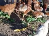 Chickens — foto 3