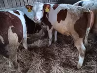 Byk, Simmental cattle — zdjęcie 1