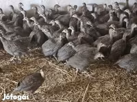 Guinea fowl — fotografija 2