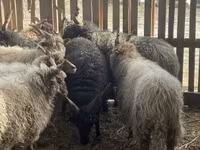 Ovan, Racka sheep — fotografija 2