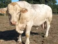 Bulle, Charolais cattle — Foto 2