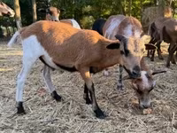 Қошқар, Cameroon sheep — 1-сурет