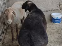 公羊, Sheep — 照片 2