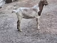 Ziegenbock, Ziegen — Foto 3
