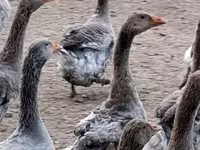 Geese — 照片 2
